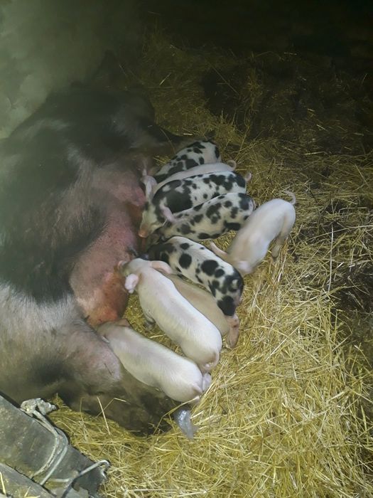 Поросята .     .