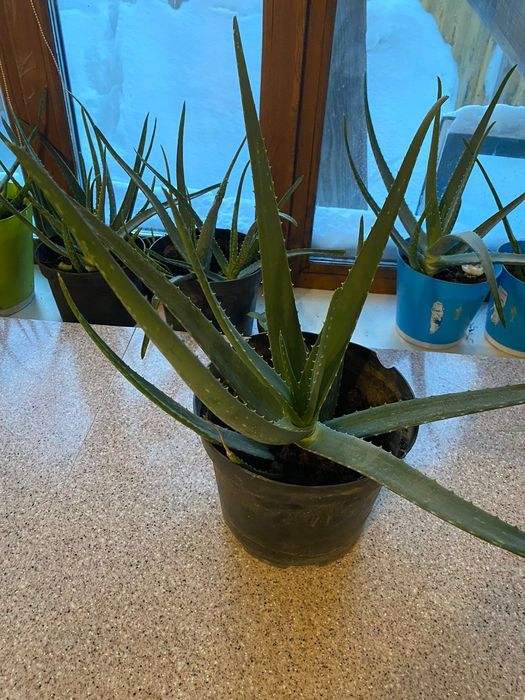 Алоэ лечебное продам.3-4года .