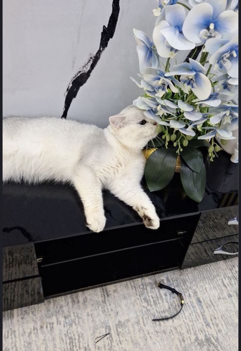 СОТИЛМИДИ» Принц в серебристом  шубке ждёт кошек на свиданю