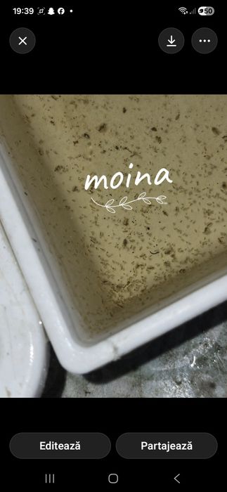 Moina vie  foarte bună pentru puii de pește