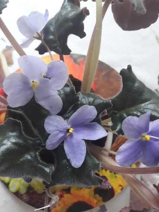 Фиалки розовые,голубые, малиновые