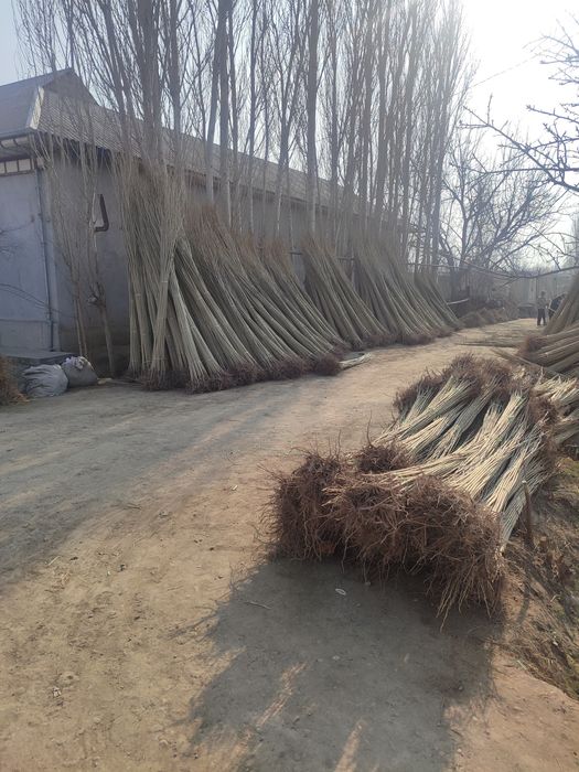 Terak koʻchatlar sotiladi optom narxlarsa