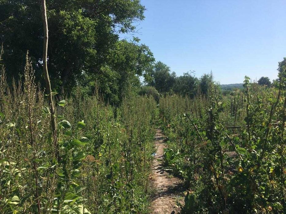 Vand casa cu anexe, curte si gradina (suprafata totala 3444 mp) in Căstău