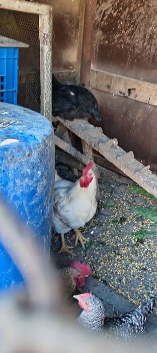 Продавам Петли 3броя