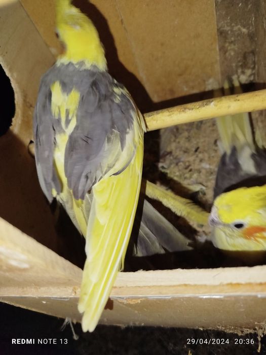 Karela para sotiladi