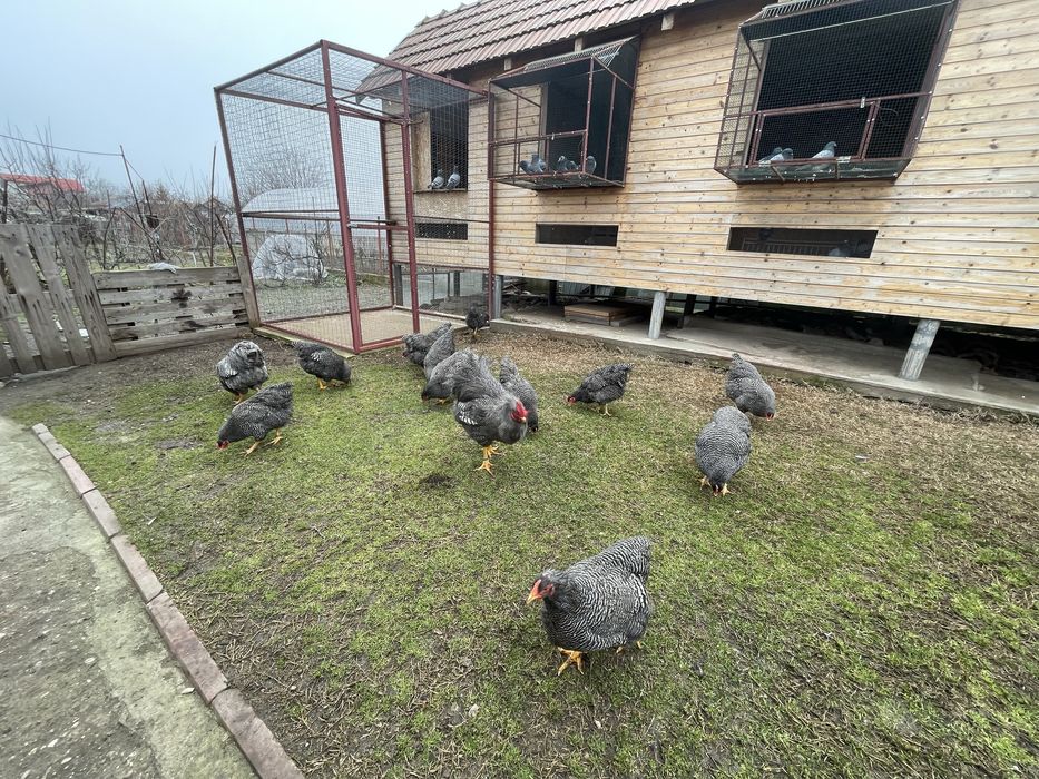 Vand ouă Plymouth Rock Barat
