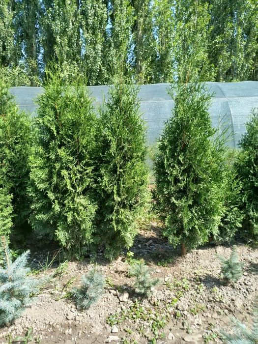 Саженцы кошет оптом