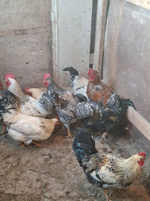 Әтеш (Петух) сатылады