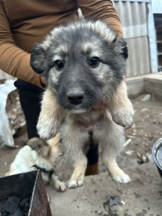 Отдам в добрые руки щенят