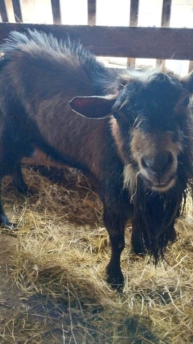 Vand sau schimb Tap Alpin mare