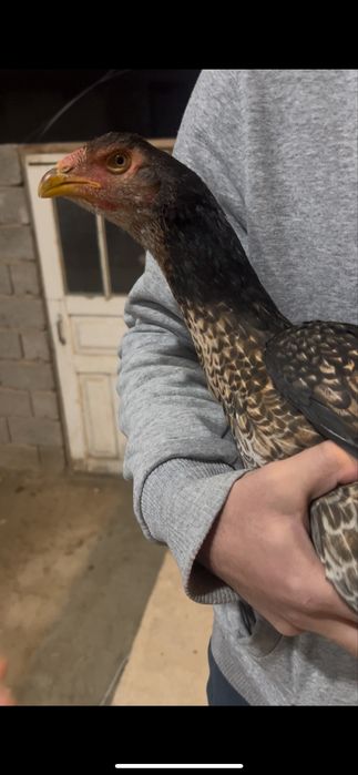 3 ta makion bor dakan zoti toza kares