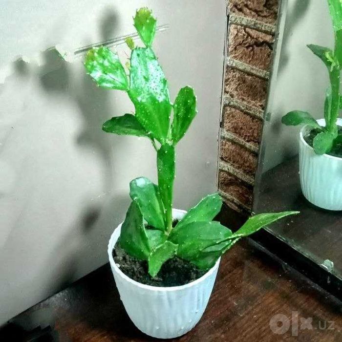 Продам. Кактус. Бразилиопунция