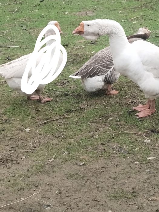 Гуси Холмагор продается