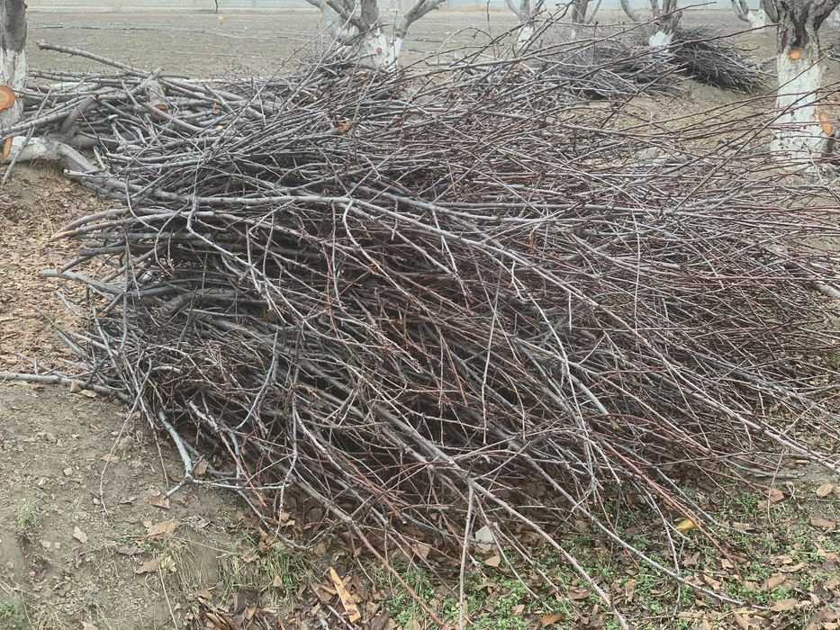 O’tin sotiladi narxini kelishamiz