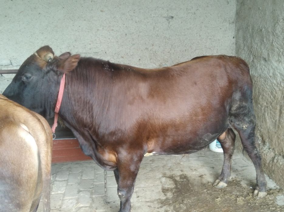 Buqa sotiladi  kelishamiza