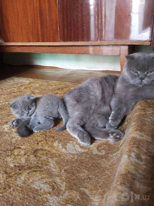 Котенок  ,шотланский веслоухий,мальчик 2-ой месяц