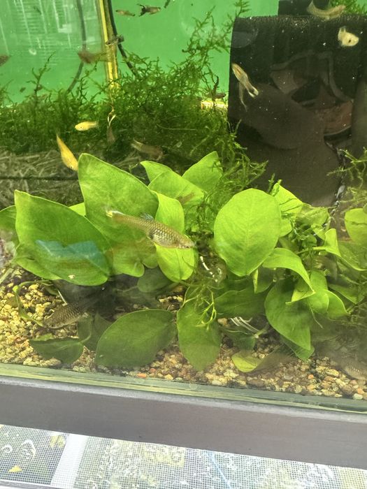 Аквариумное растение Анубиас