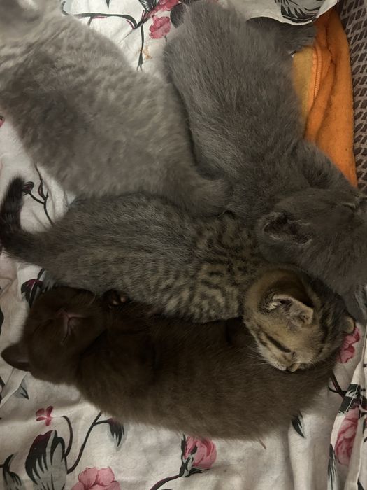 Чистопородные британские котята