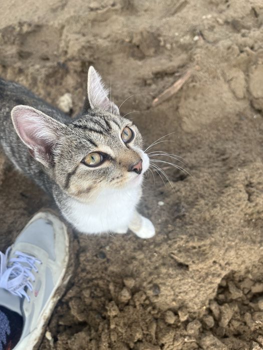 Котенок ищет дом .