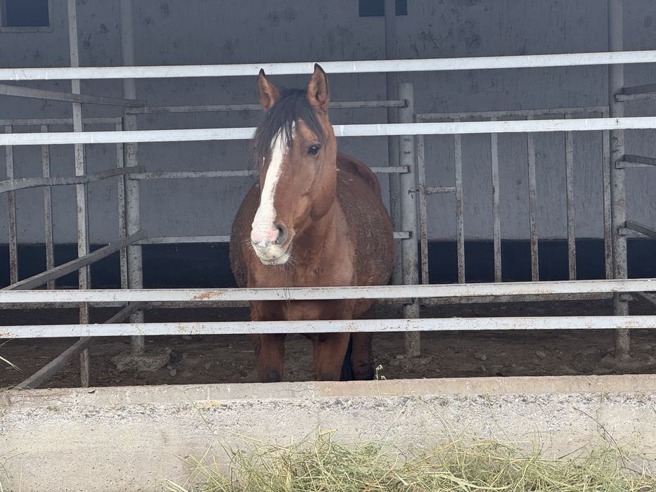 Айғыр сатылады (продается конь-производитель)