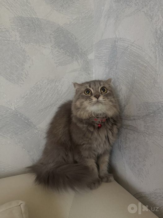 Scottish Fold mehrli qollaga