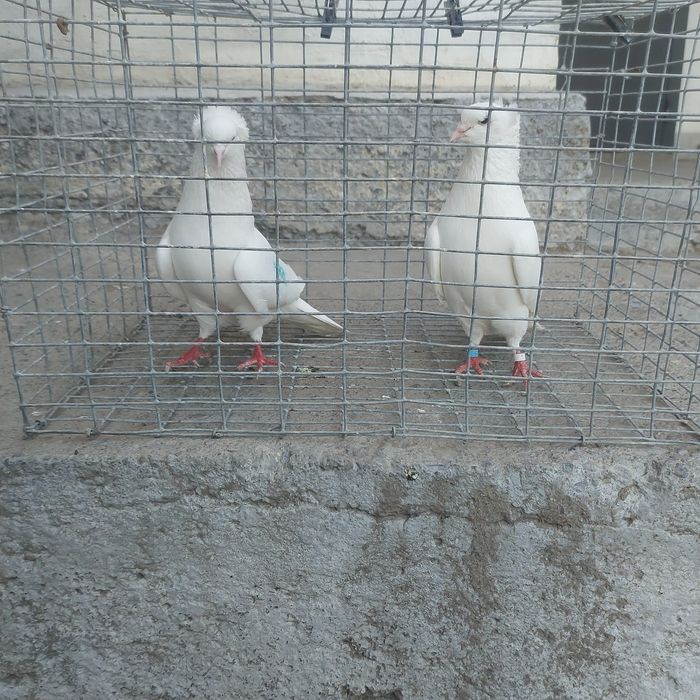 Бели чубати бровястые пара