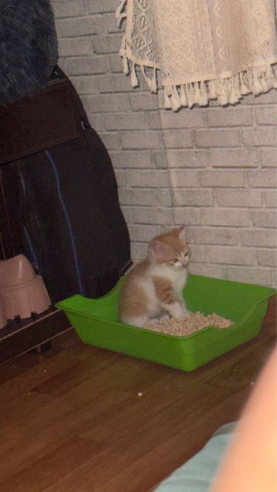 Отдам котёнка 5-недельного