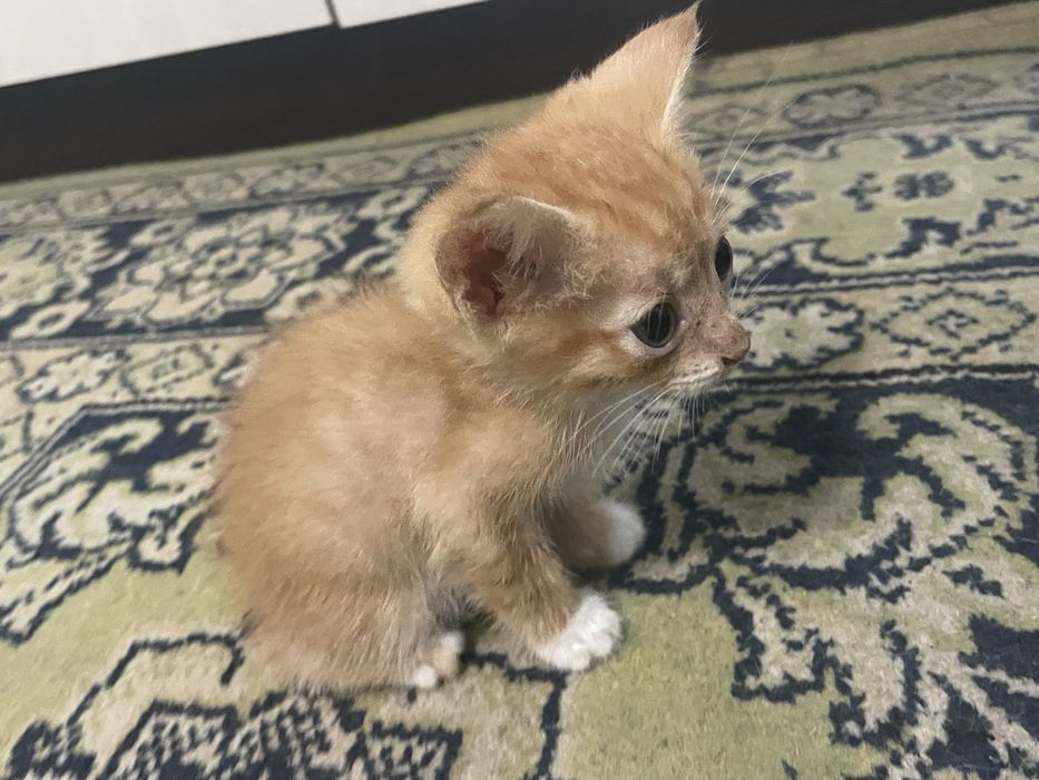Отдам котят бесплатно