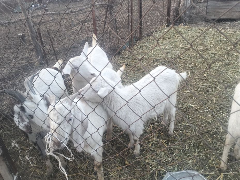Продам дойных коз