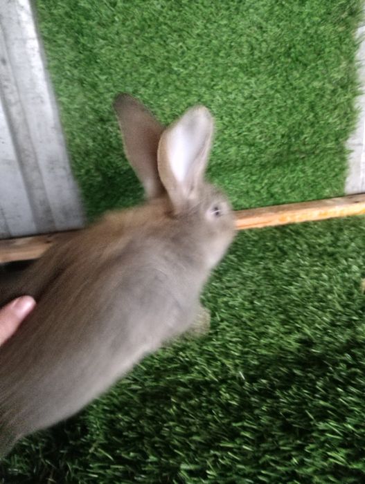 Крольчата фландер.