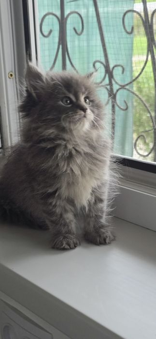 Мейн_кун мальчик