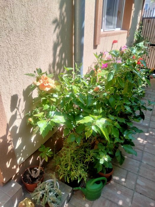 Diferite plante ,