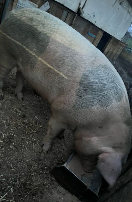 Vând două vaci gestante Și două purcele