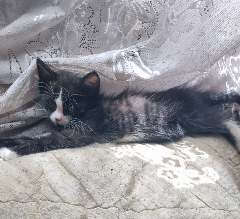 Отдам в надежные руки котят