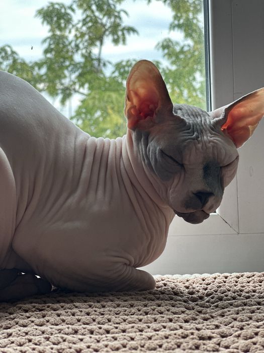 Отдам кота в хорошие руки