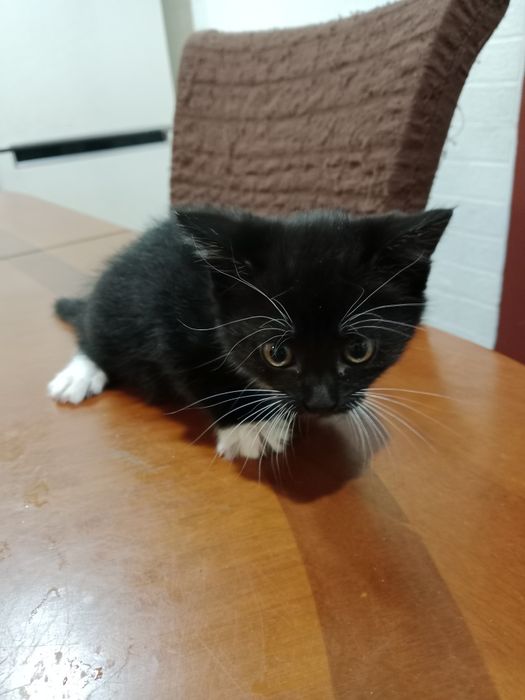 Отдам Котят в добрые руки.
