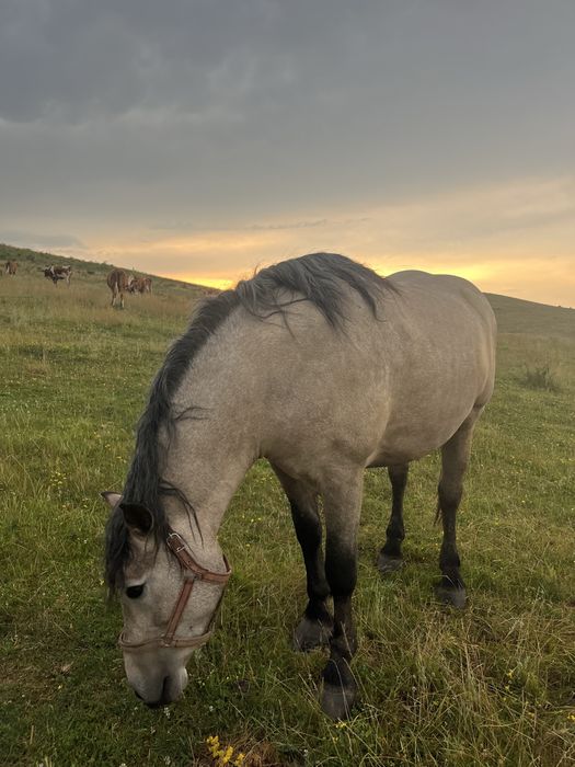 Iapă de 3 ani de vanzare