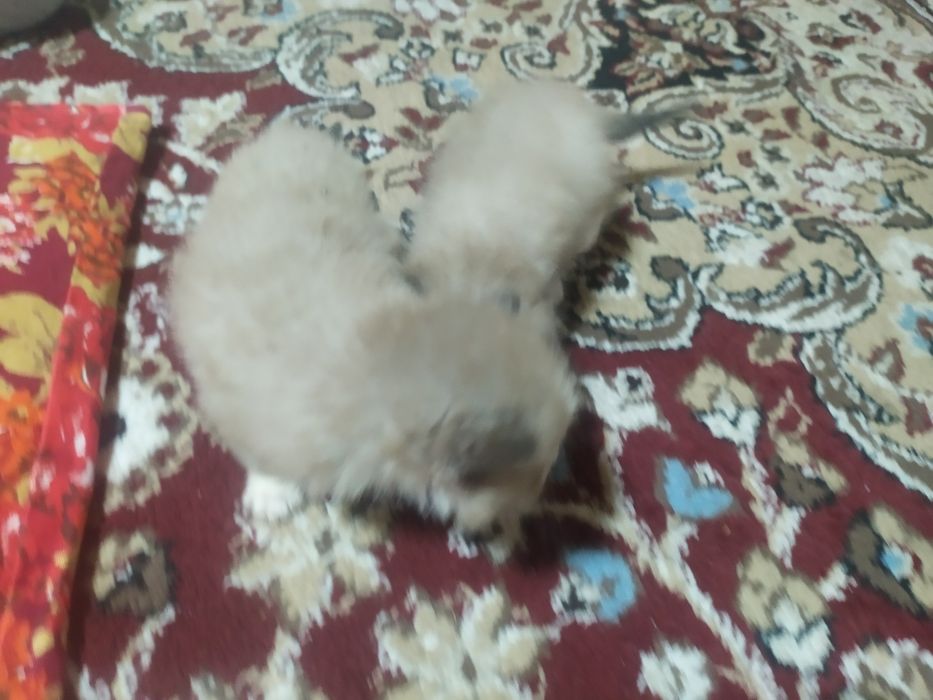 Siyamskiy mushuk bolasi