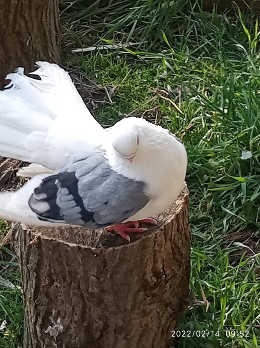 Гълъби...ЧИЛИКИ...