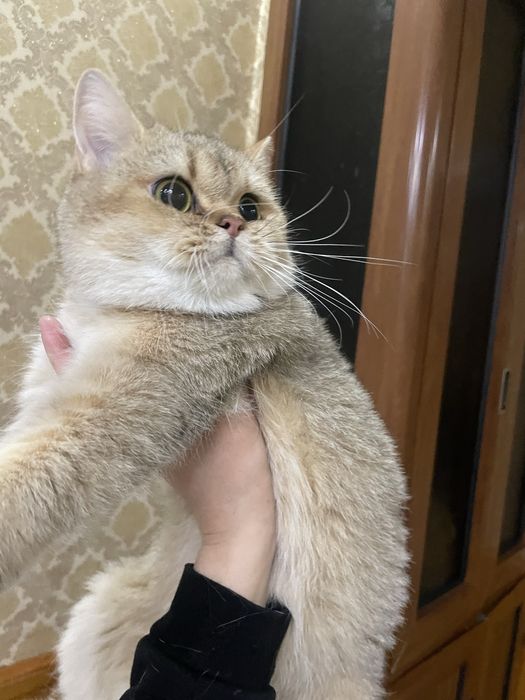 Кошка золотая шиншила