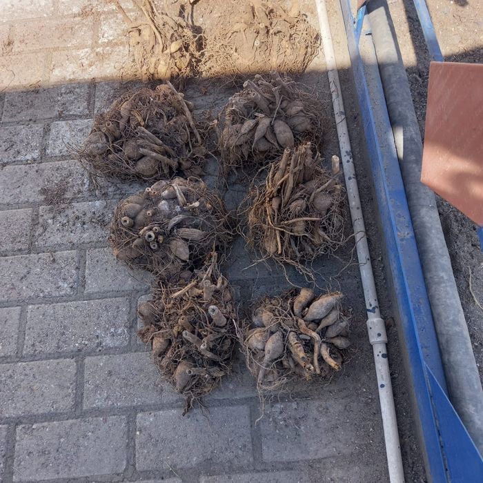 Саженцы, яблоня, вишня,герань