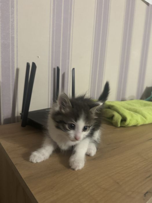 Домашний Мальчик котенок