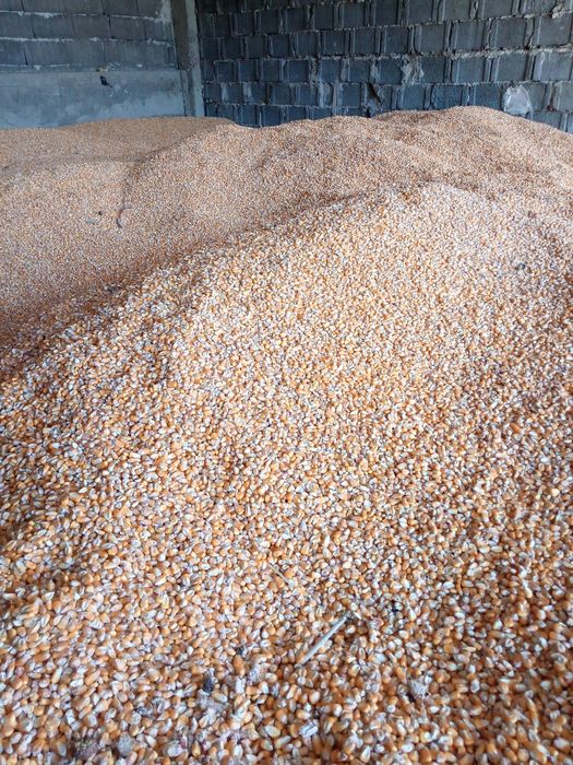 Vând porumb Dekalb cantitate mare