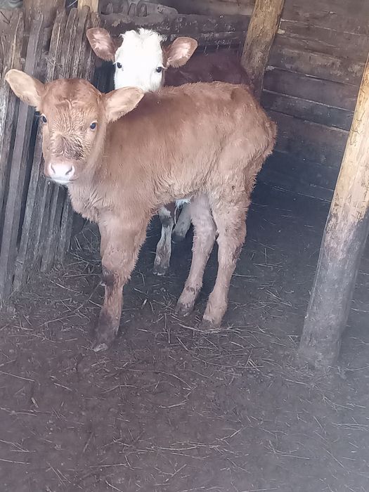 Продам теленка телочка