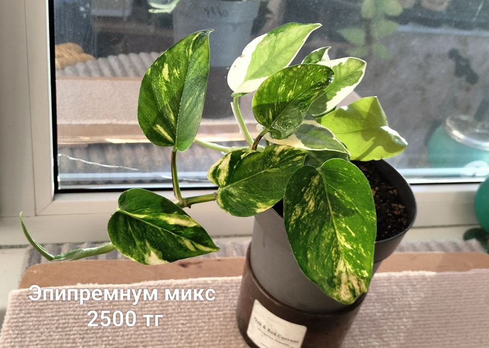 Цветы.                .