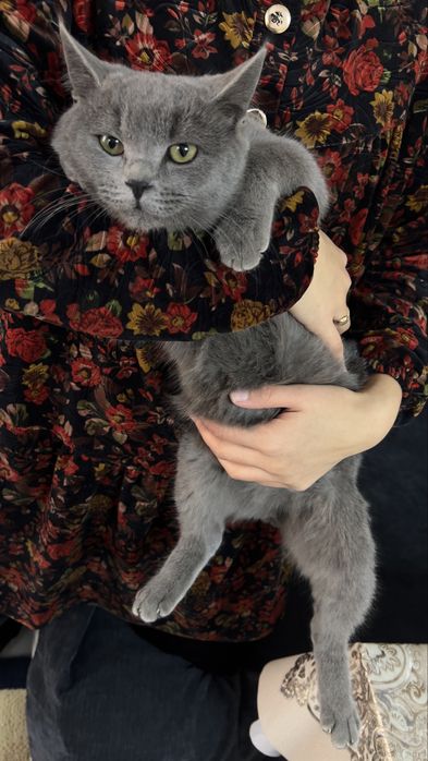 Britanskiy skocht erke