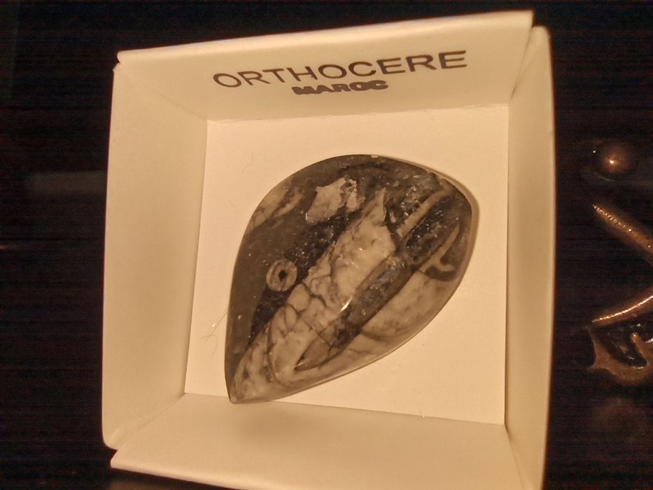 Продам окаменелости ракушки моллюск Ортоцерасы