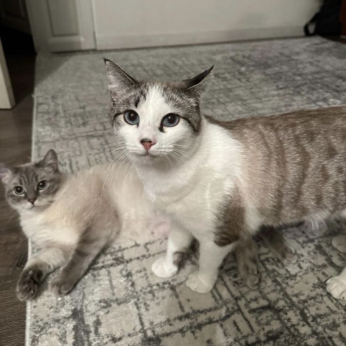 Коты в добрые руки