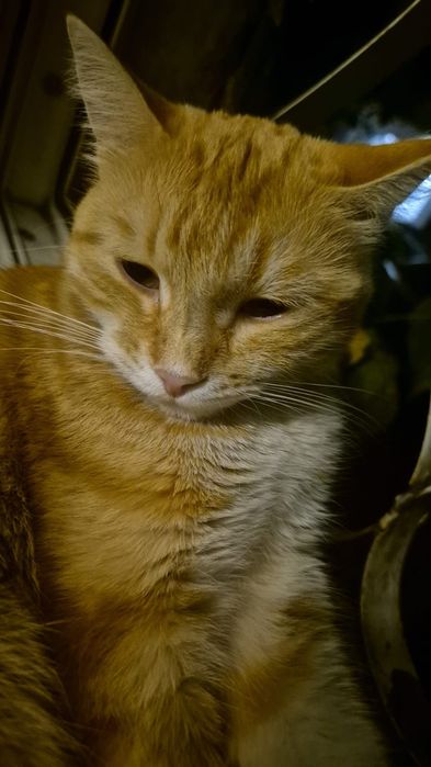 Отдам в хорошие руки