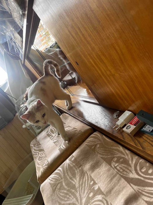 КОТАК търси любящ дом